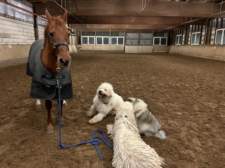 American Quarter Horse Mare 23 years 14,2 hh Chestnut-Red in Rheda-Wiedenbr&#xFC;ck