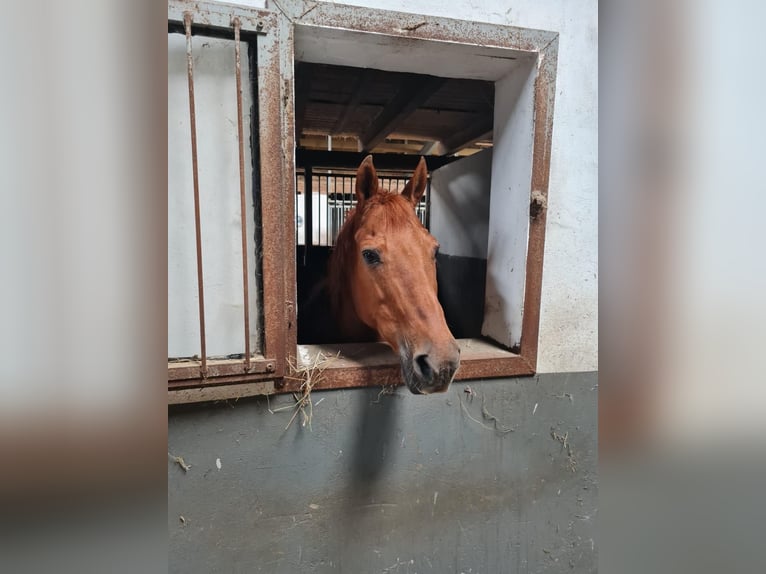 American Quarter Horse Mare 23 years 14,2 hh Chestnut-Red in Rheda-Wiedenbr&#xFC;ck