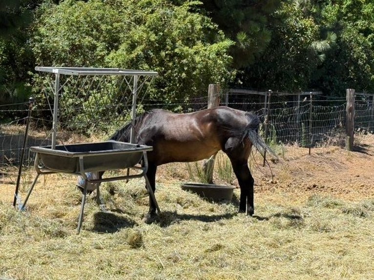 American Quarter Horse Mare 26 years Brown in Mcarthur