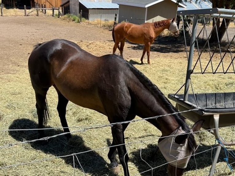 American Quarter Horse Mare 26 years Brown in Mcarthur