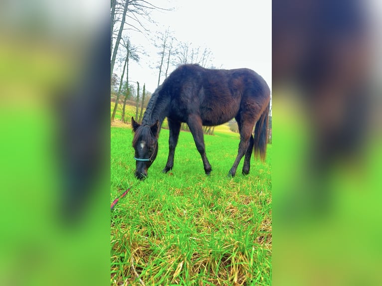 American Quarter Horse Mare 2 years 13,1 hh Black in Burgwindheim