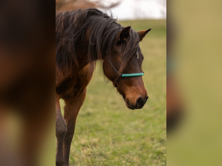 American Quarter Horse Mare 2 years 13.2 hh Brown in Oberthal