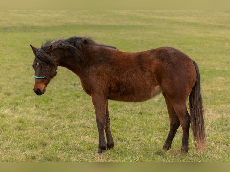 American Quarter Horse Mare 2 years 13.2 hh Brown in Oberthal