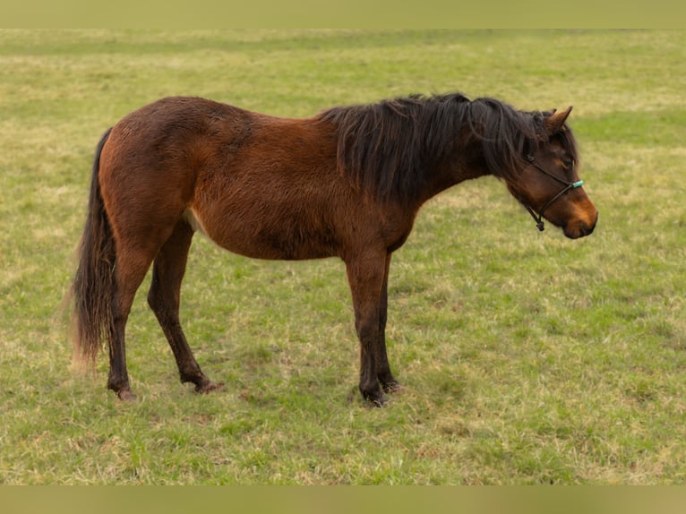 American Quarter Horse Mare 2 years 13.2 hh Brown in Oberthal