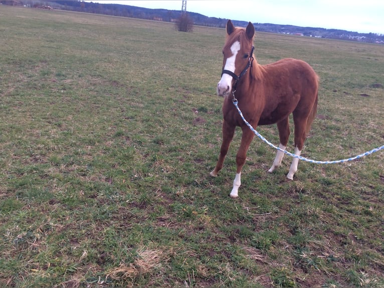 American Quarter Horse Mare 2 years 13,2 hh Chestnut-Red in Apfeldorf