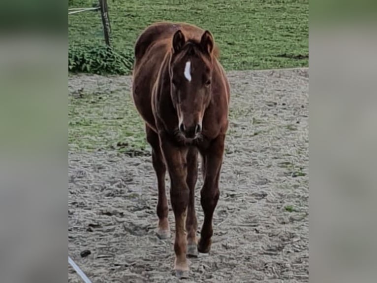 American Quarter Horse Mix Mare 2 years 13,2 hh Chestnut-Red in Rietberg