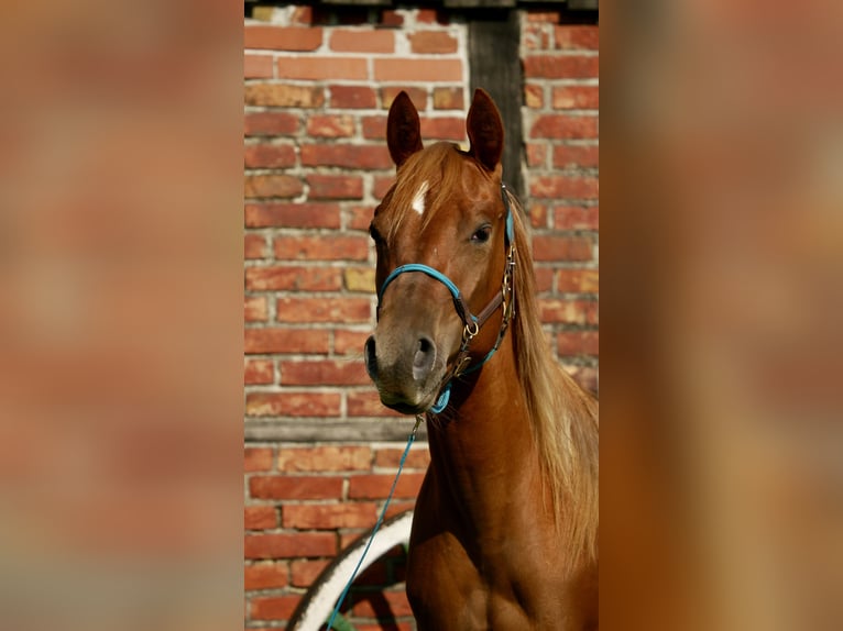 American Quarter Horse Mix Mare 2 years 13,2 hh Chestnut-Red in Rietberg