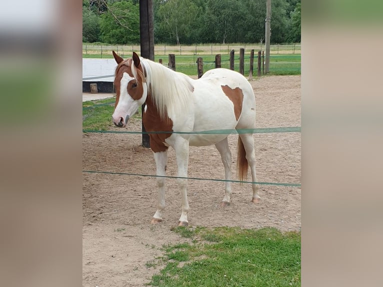 American Quarter Horse Mix Mare 2 years 13,2 hh Chestnut-Red in Rietberg