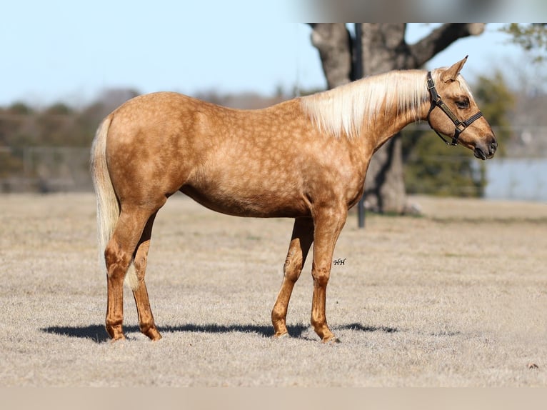 American Quarter Horse Mare 2 years 13,2 hh Palomino in Whitesboro