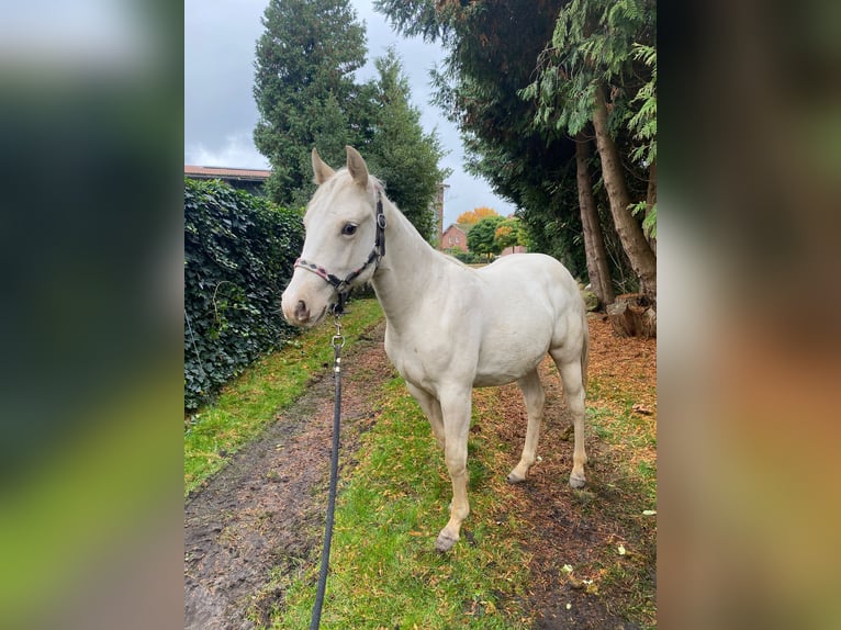 American Quarter Horse Mare 2 years 13,2 hh Palomino in Anderlingen