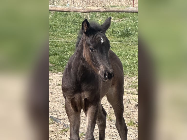 American Quarter Horse Mare 2 years 13.2 hh  in Möllenhagen