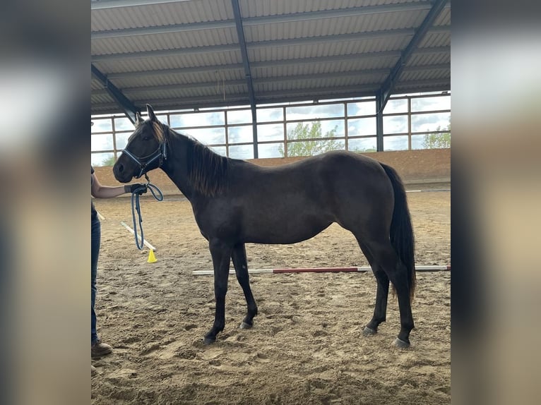 American Quarter Horse Mare 2 years 13.2 hh  in Möllenhagen