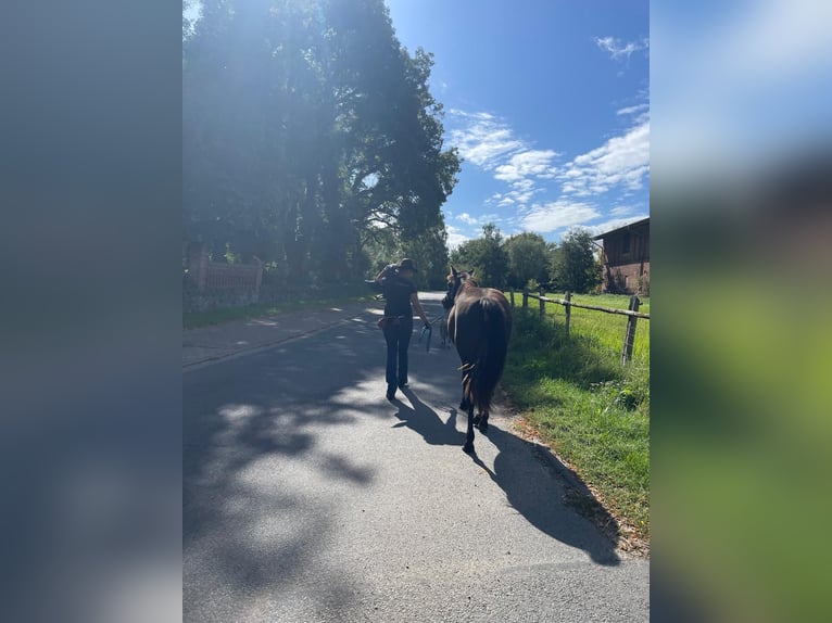 American Quarter Horse Mare 2 years 13.2 hh  in Möllenhagen