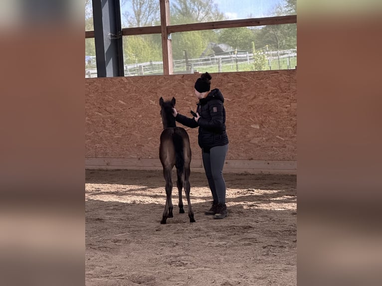 American Quarter Horse Mare 2 years 13.2 hh  in Möllenhagen