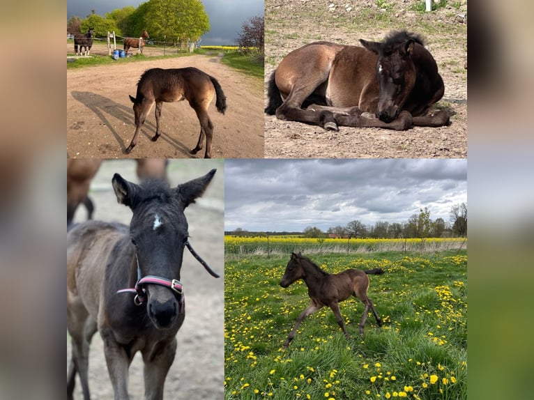 American Quarter Horse Mare 2 years 13.2 hh  in Möllenhagen