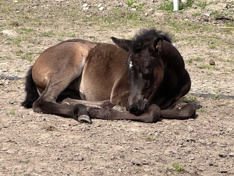 American Quarter Horse Mare 2 years 13.2 hh  in Möllenhagen