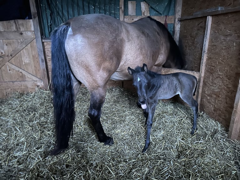 American Quarter Horse Mare 2 years 13.2 hh  in Möllenhagen