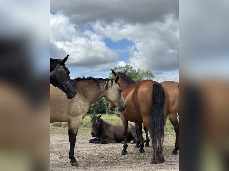 American Quarter Horse Mare 2 years 13.2 hh  in Möllenhagen