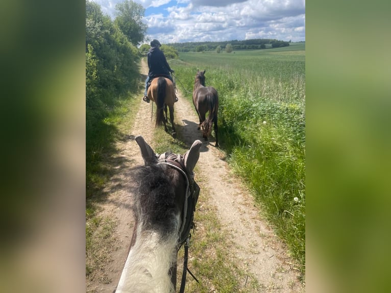 American Quarter Horse Mare 2 years 13.2 hh  in Möllenhagen