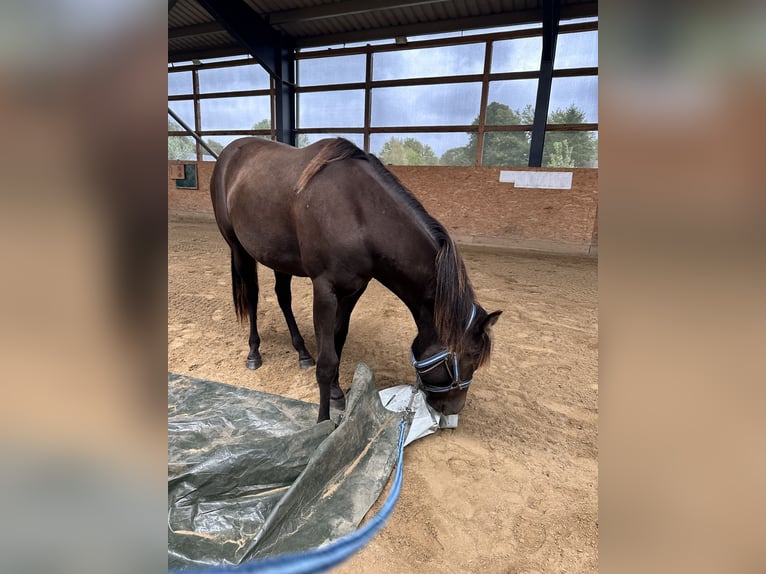 American Quarter Horse Mare 2 years 13.2 hh  in Möllenhagen