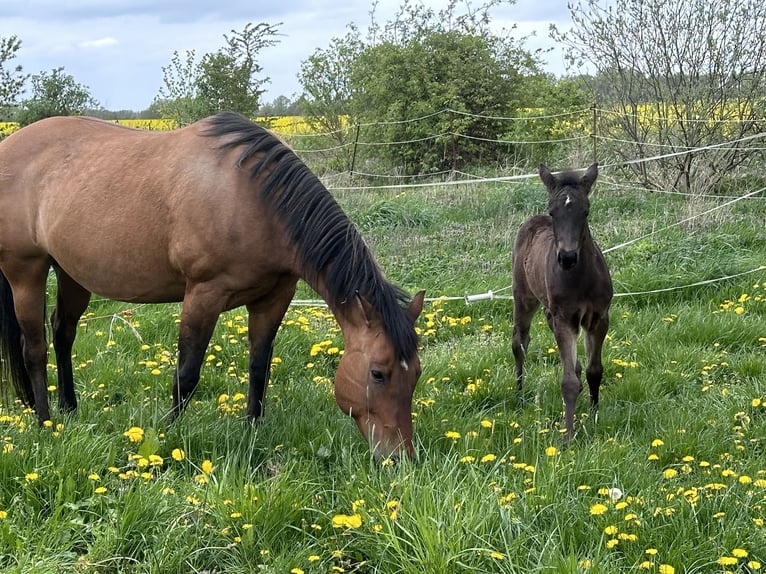 American Quarter Horse Mare 2 years 13.2 hh  in Möllenhagen