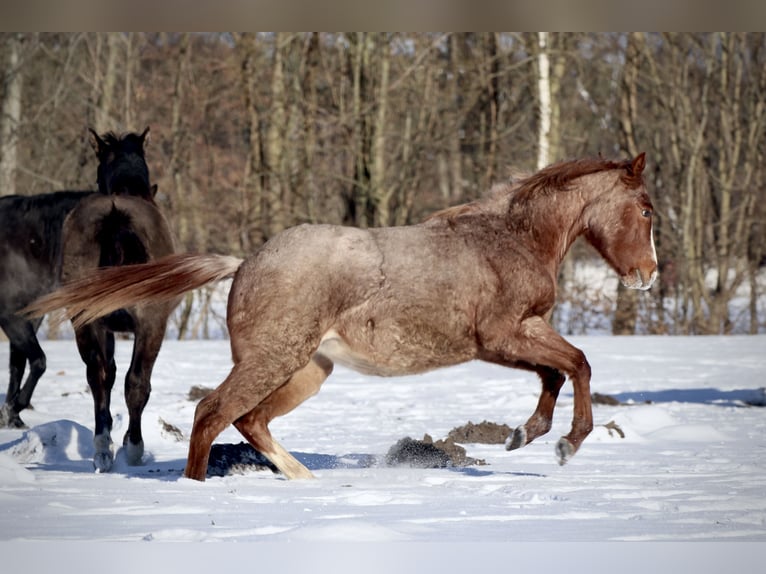 American Quarter Horse Mare 2 years 13.2 hh Roan-Red in Falkensee