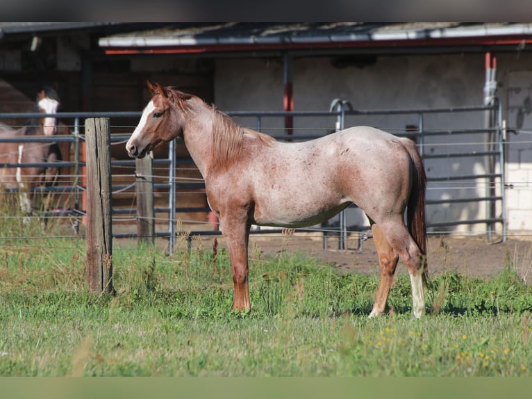American Quarter Horse Mare 2 years 13.2 hh Roan-Red in Falkensee