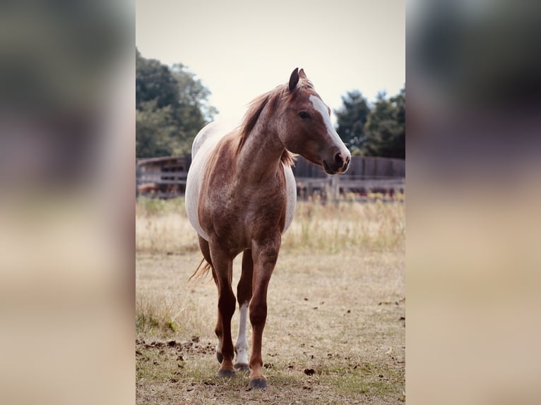 American Quarter Horse Mare 2 years 13.2 hh Roan-Red in Falkensee