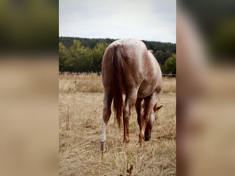 American Quarter Horse Mare 2 years 13.2 hh Roan-Red in Falkensee