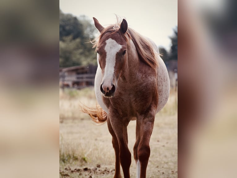 American Quarter Horse Mare 2 years 13.2 hh Roan-Red in Falkensee