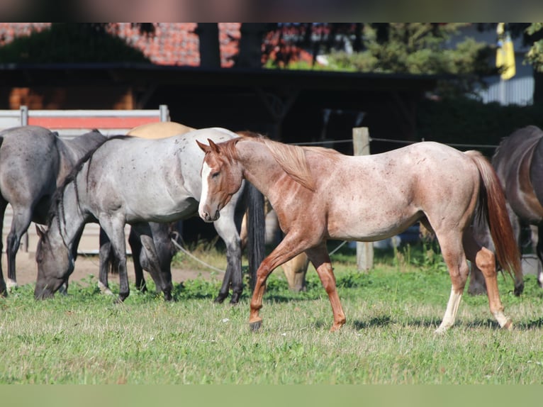 American Quarter Horse Mare 2 years 13.2 hh Roan-Red in Falkensee