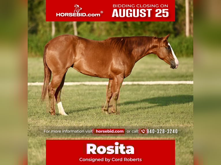 American Quarter Horse Mare 2 years 13,3 hh Sorrel in Waco, TX