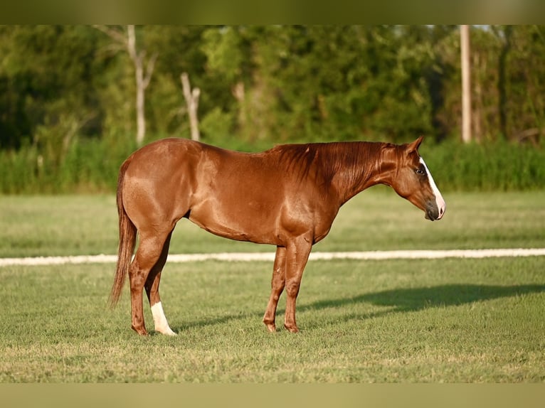 American Quarter Horse Mare 2 years 13,3 hh Sorrel in Waco, TX