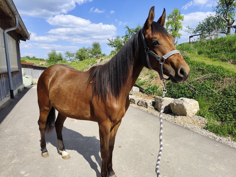 American Quarter Horse Mare 2 years 13,2 hh Brown in Balingen