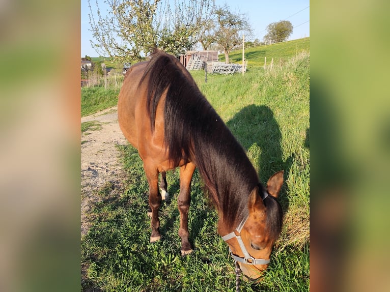 American Quarter Horse Mare 2 years 13,2 hh Brown in Balingen
