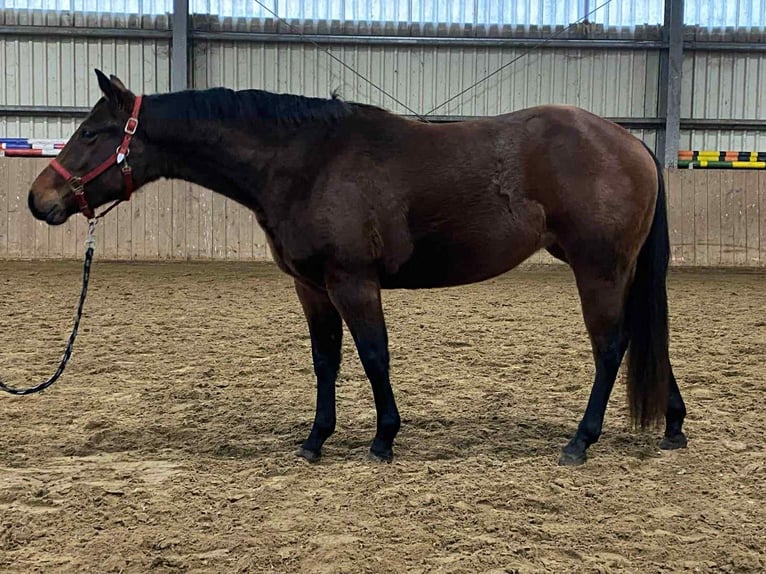 American Quarter Horse Mare 2 years 13,2 hh Brown in Duvensee