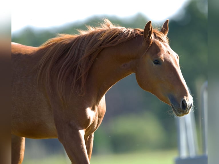 American Quarter Horse Mare 2 years 13,2 hh in Rathenow