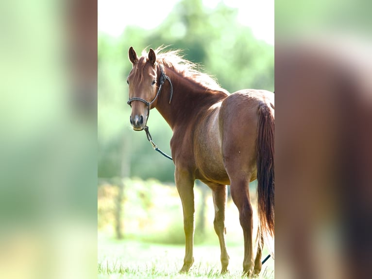 American Quarter Horse Mare 2 years 13,2 hh in Rathenow