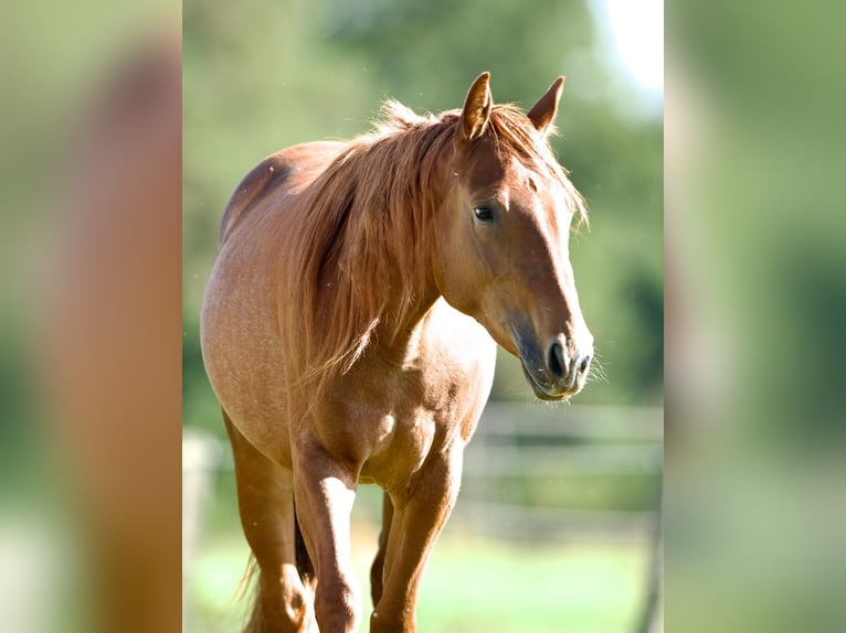 American Quarter Horse Mare 2 years 13,2 hh in Rathenow