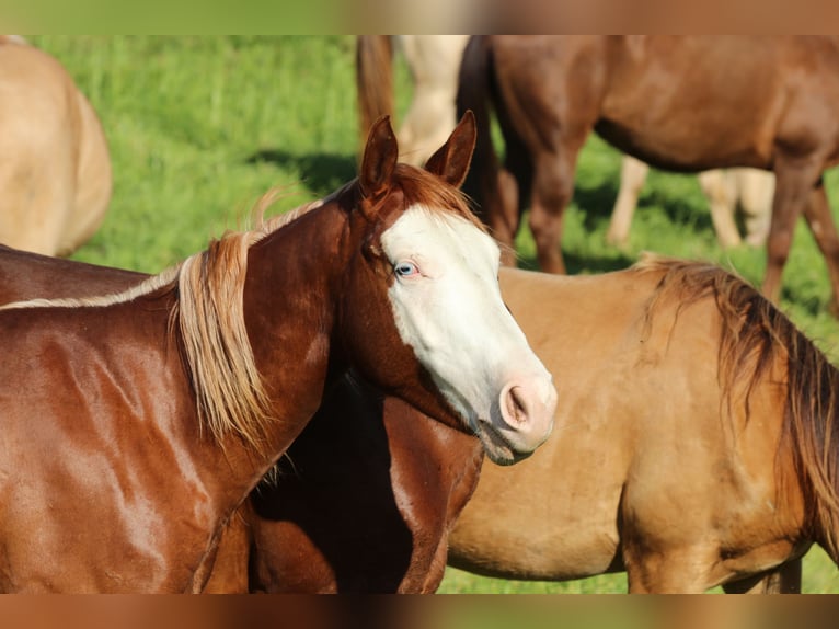 American Quarter Horse Mare 2 years 13,3 hh Chestnut-Red in Waldshut-Tiengen