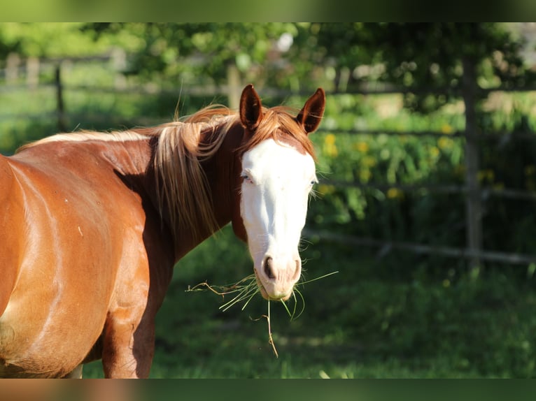 American Quarter Horse Mare 2 years 13,3 hh Chestnut-Red in Waldshut-Tiengen