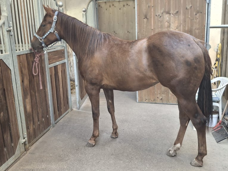 American Quarter Horse Mare 2 years 14.1 hh Bay-Dark in Steinach am Brenner