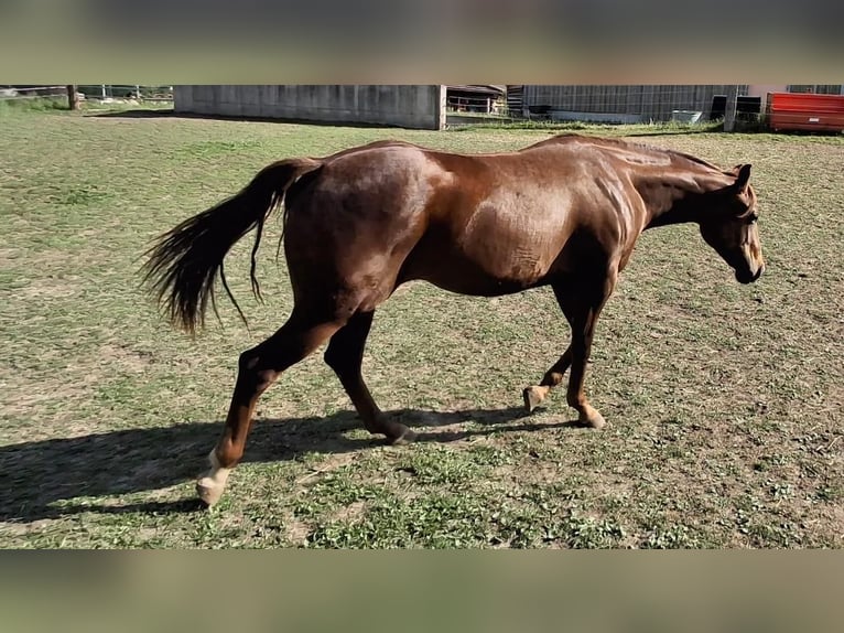 American Quarter Horse Mare 2 years 14.1 hh Bay-Dark in Steinach am Brenner