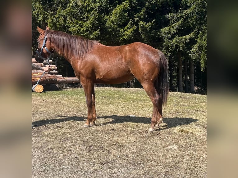 American Quarter Horse Mare 2 years 14.1 hh Bay-Dark in Steinach am Brenner