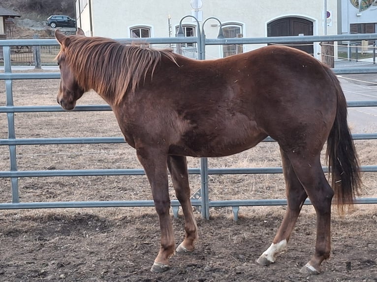 American Quarter Horse Mare 2 years 14.1 hh Bay-Dark in Steinach am Brenner