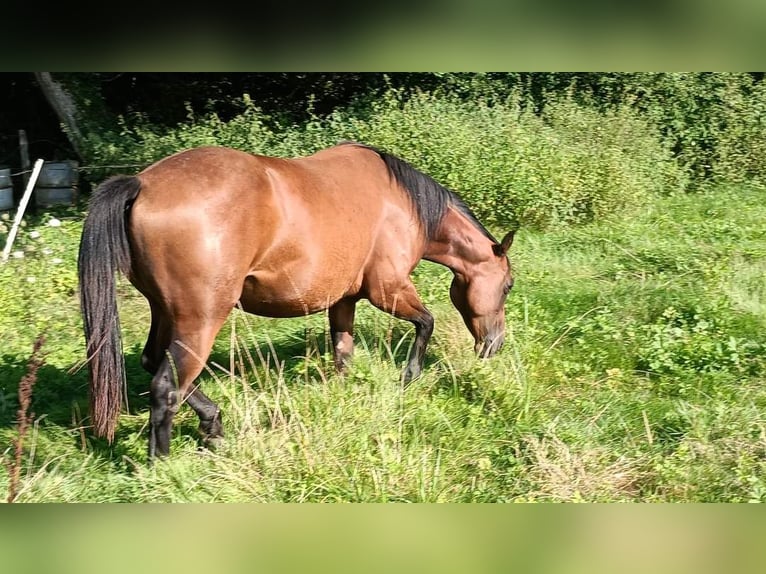 American Quarter Horse Mare 2 years 14,1 hh Brown in Frotey les Lure