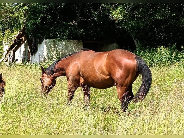 American Quarter Horse Mare 2 years 14,1 hh Brown in Frotey les Lure