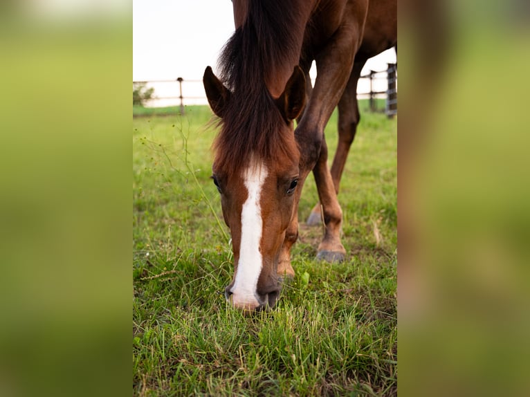 American Quarter Horse Mix Mare 2 years 14.1 hh Brown in Weingarten