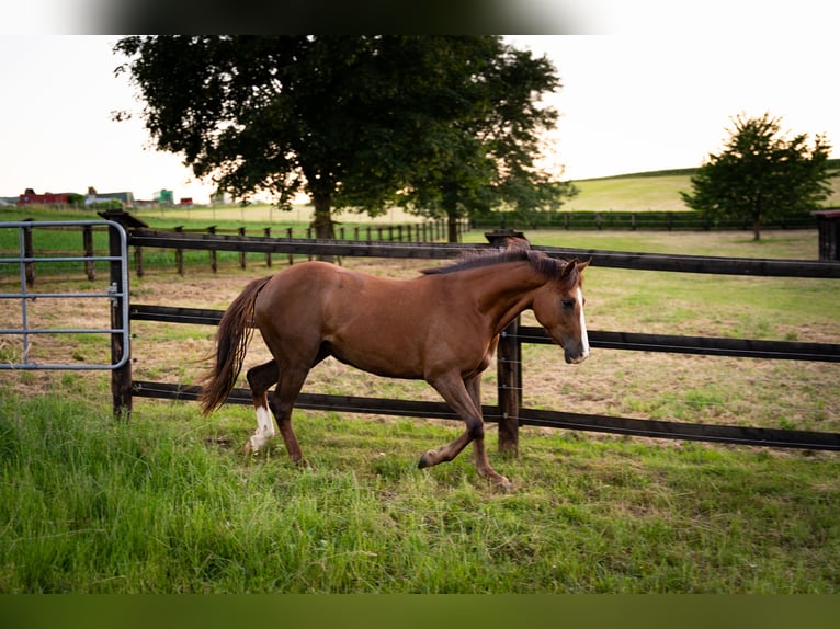 American Quarter Horse Mix Mare 2 years 14.1 hh Brown in Weingarten