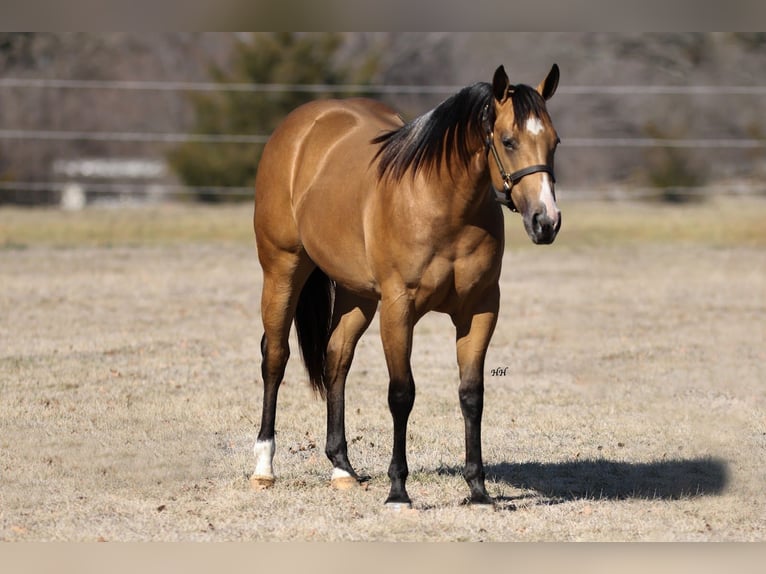American Quarter Horse Mare 2 years 14,1 hh Buckskin in Whitesboro